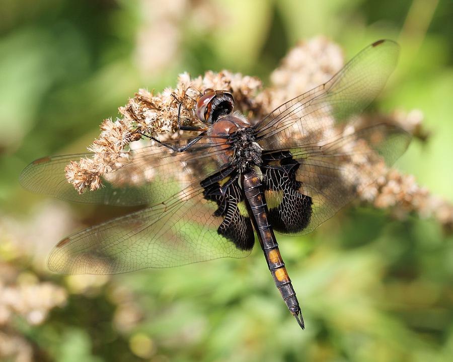 Black Saddlebags Dragonfly at rest Photograph by Doris Potter