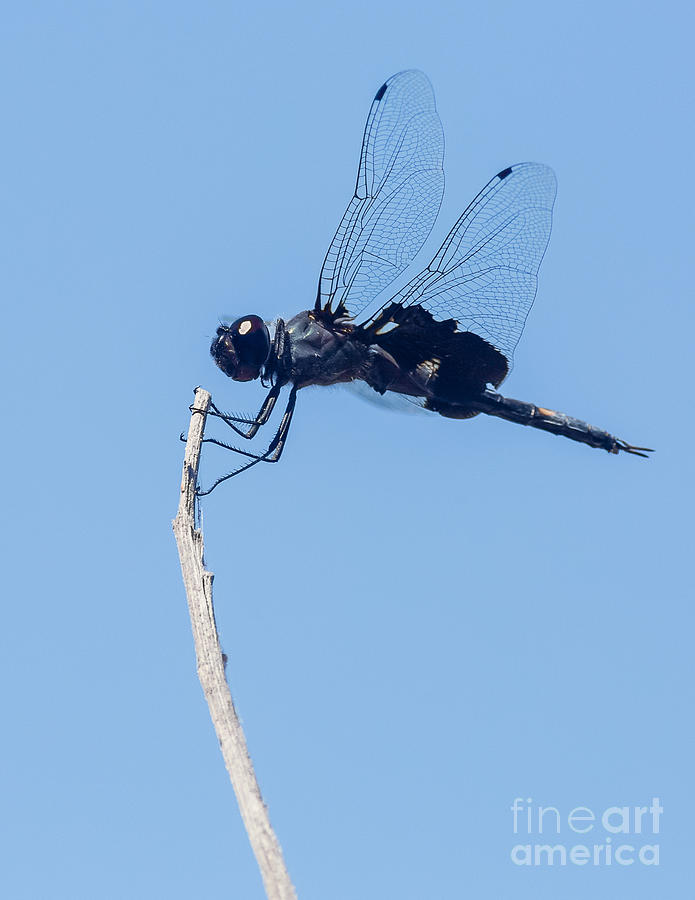 Wildlife Photograph - Black saddlebags dragonfly by Carl Jackson