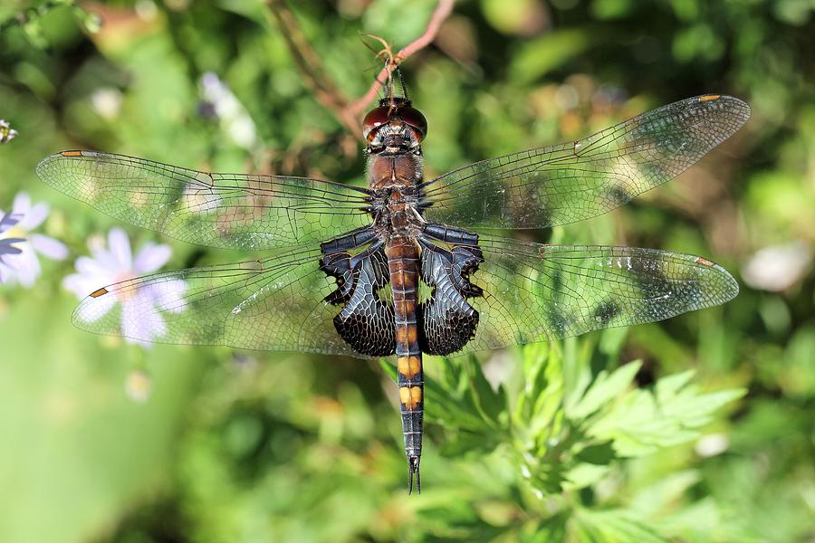 Black Saddlebags Dragonfly Photograph by Doris Potter