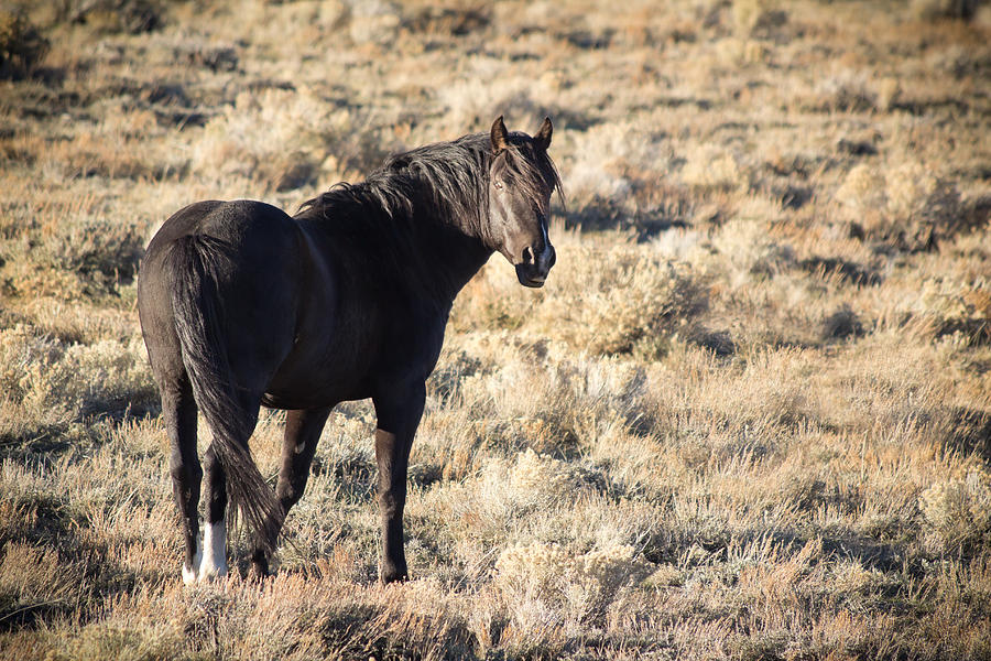 Black Sage - Wild Horse - Green Mountain - Wyoming Photograph by Diane Mintle