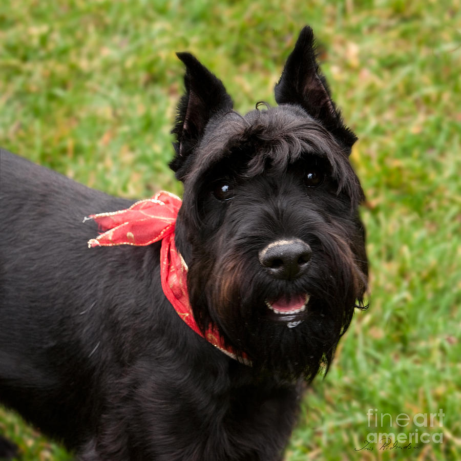 Dog Photograph - Black German Schnauzer by Iris Richardson