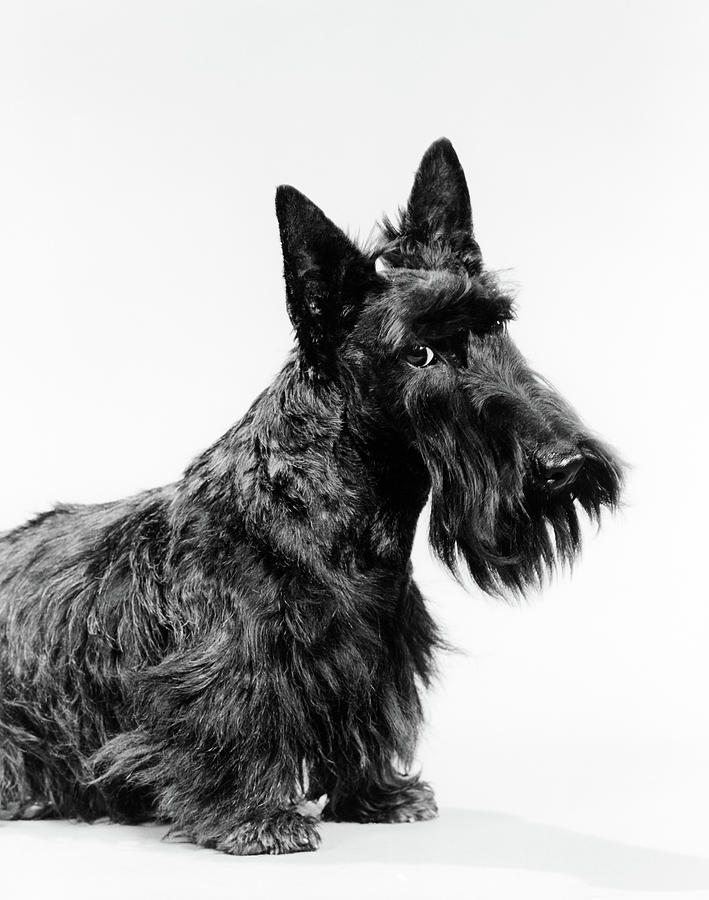 Black And White Photograph - Black Scottie Scottish Terrier Dog by Vintage Images
