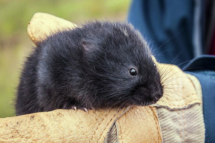 Nature Photograph - Black Scottish Water Vole by Paul Williams