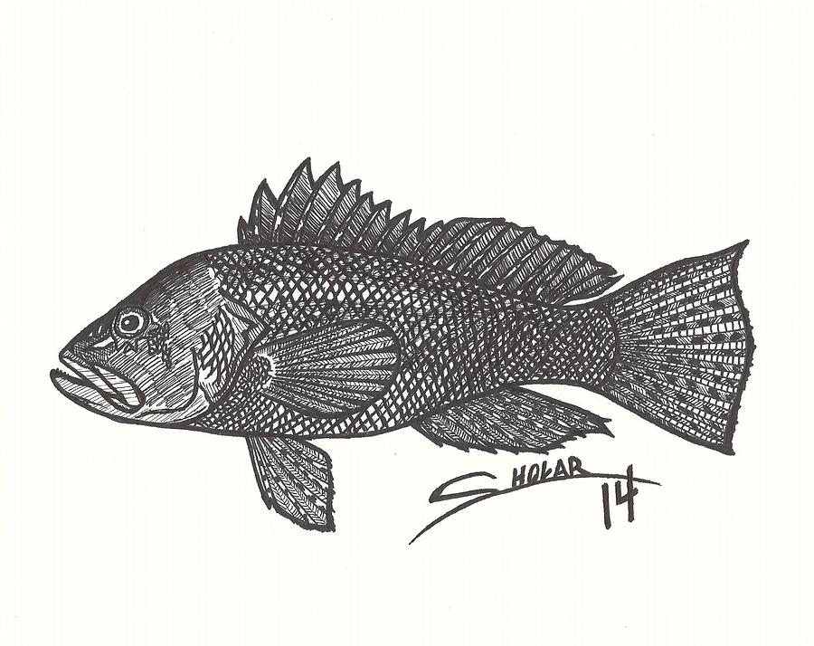 Black Sea Bass Drawing by Alex Sholar