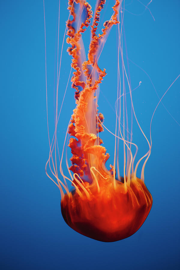 Black Sea Nettle Jellyfish Underwater by Mint Images - Paul Edmondson