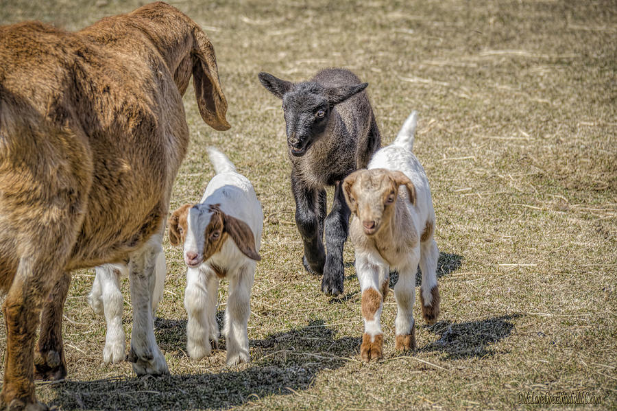 Goat Photograph - Black Sheep in the Family by LeeAnn McLaneGoetz McLaneGoetzStudioLLCcom