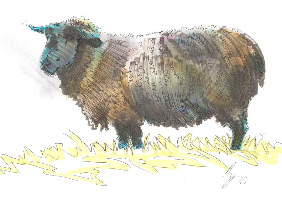 Black Sheep Sketch Drawing by Mike Jory