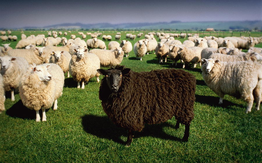 Black sheep standing amongst flock of white sheep (Digital Composite) Photograph by Alan Thornton