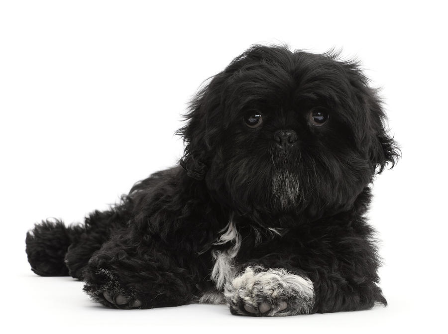 Black Shih-tzu Lying With Head Photograph by Mark Taylor