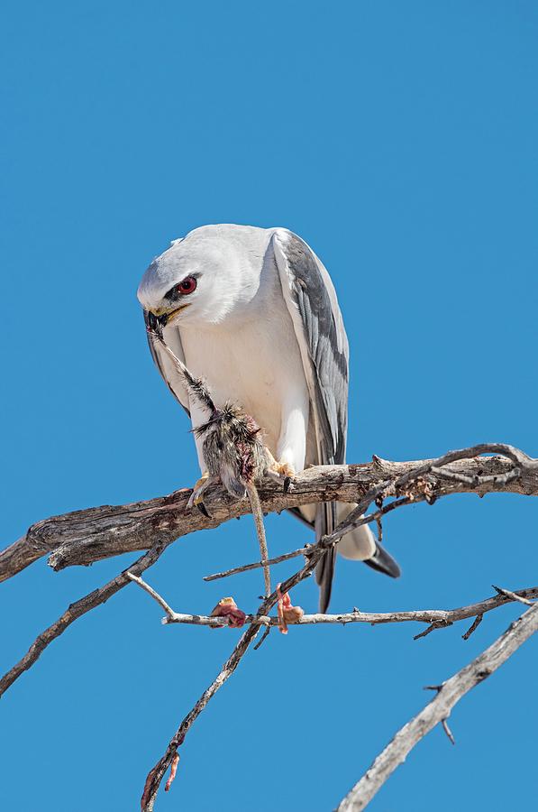 Kgalagadi Transfrontier Park Photograph - Black-shouldered Kite Eating Field Mouse by Tony Camacho/science Photo Library