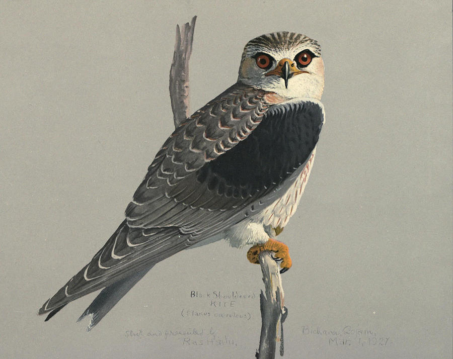 John James Audubon Painting - Black Shouldered Kite by Dreyer Wildlife Print Collections 