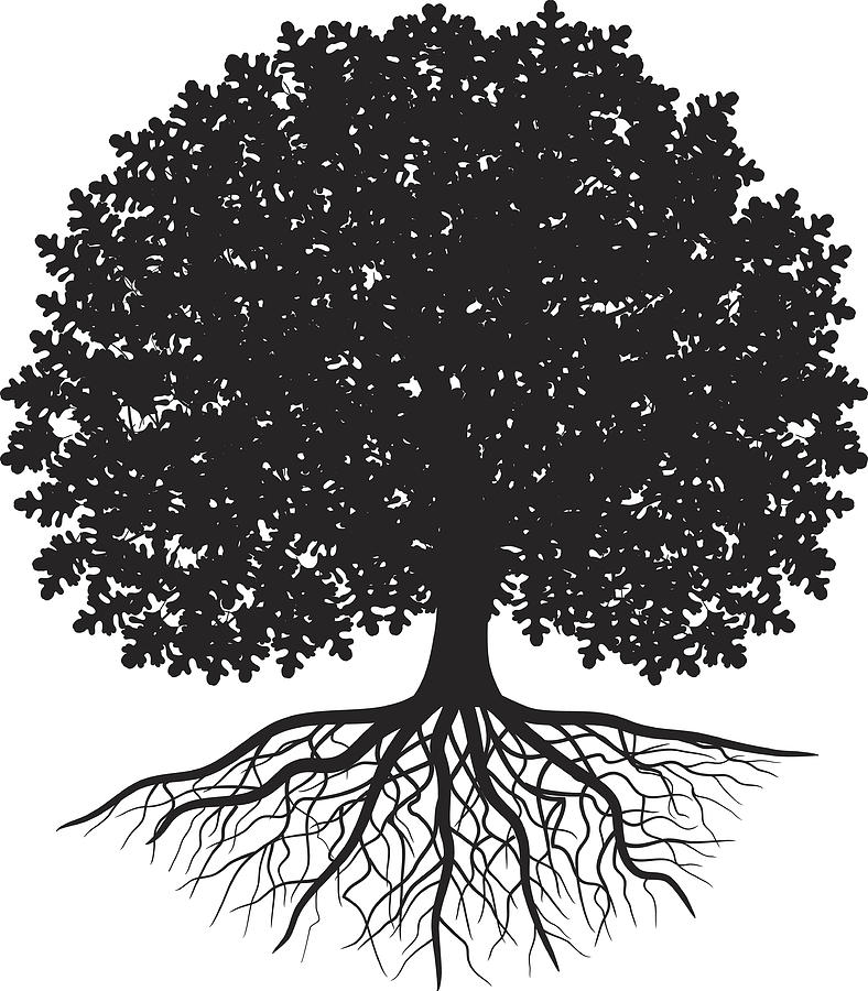 Black silhouette of oak tree with leaves and visible roots Drawing by Diane Labombarbe