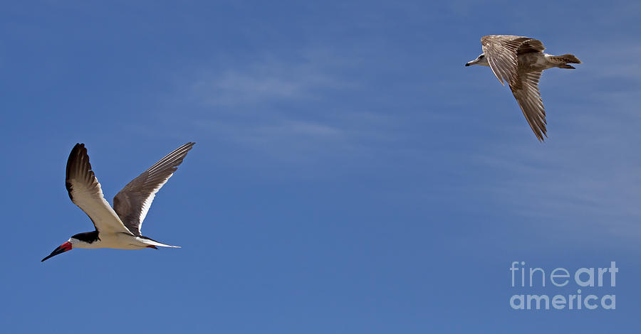 Black Skimmer And Seagull   #3860 Photograph by J L Woody Wooden