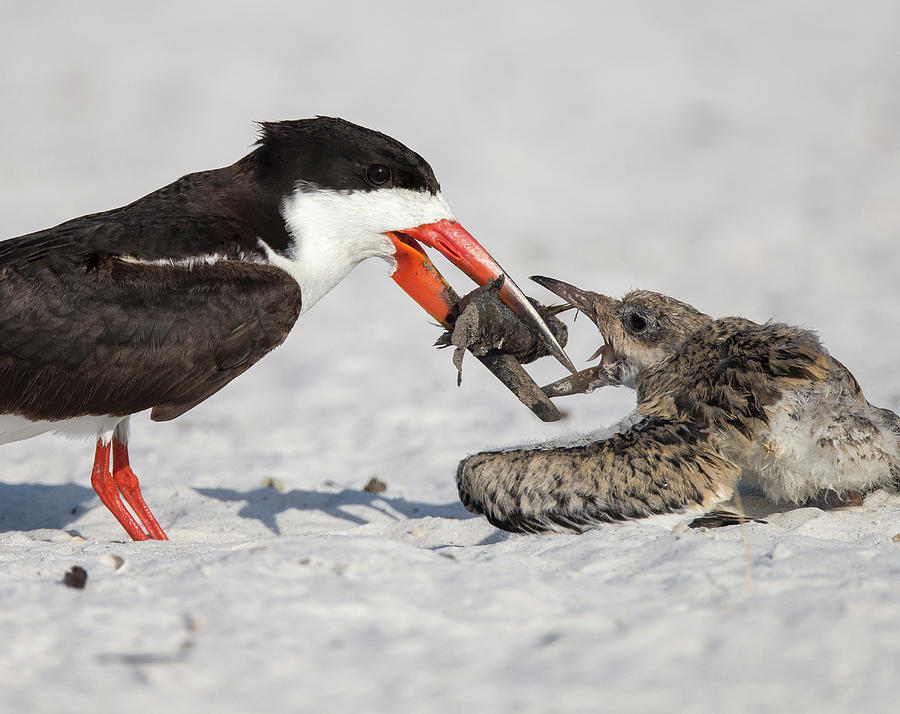 Wildlife Photograph - Black Skimmer Chick Going For Fish by Maresa Pryor