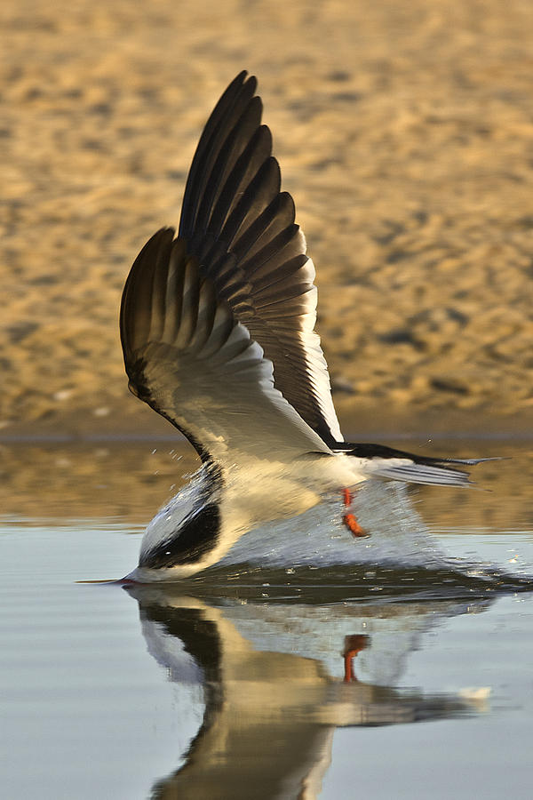 Black Skimmer Diving  383Z2323 Photograph by David Orias