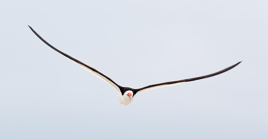 Black skimmer in flight Photograph by Jack Nevitt