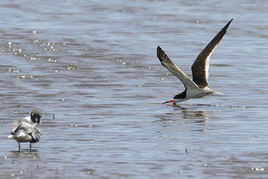 Wildlife Photograph - Black Skimmer Looking for Lunch by Harold Piskiel