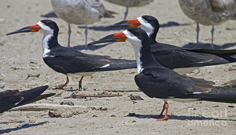 Black Skimmers   #3838 Photograph