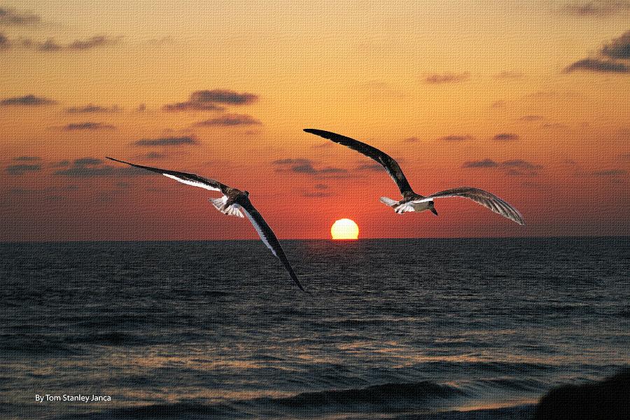 Black Skimmers At Sunset Photograph by Tom Janca