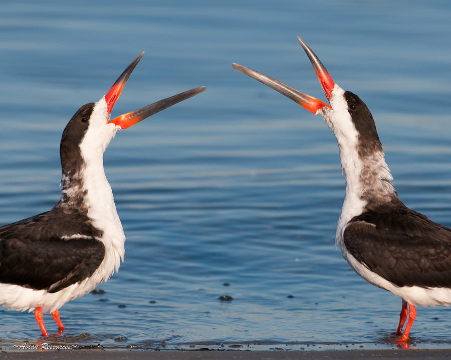 Black Skimmers Photograph by Avian Resources