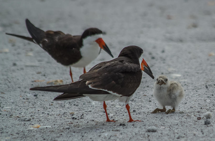 Black skimmers Photograph by Jane Luxton