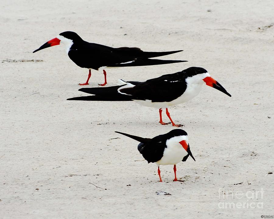 Wildlife Photograph - Black Skimmers  by Lizi Beard-Ward