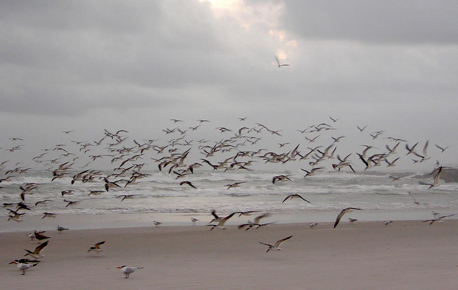 Black Skimmers on the beach at dawn Photograph by Julianne Felton