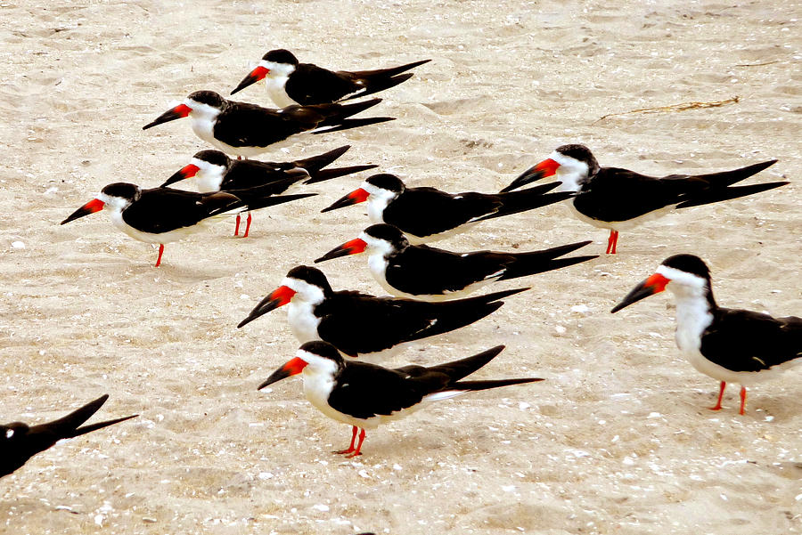 Black Skimmers On The Beach Photograph
