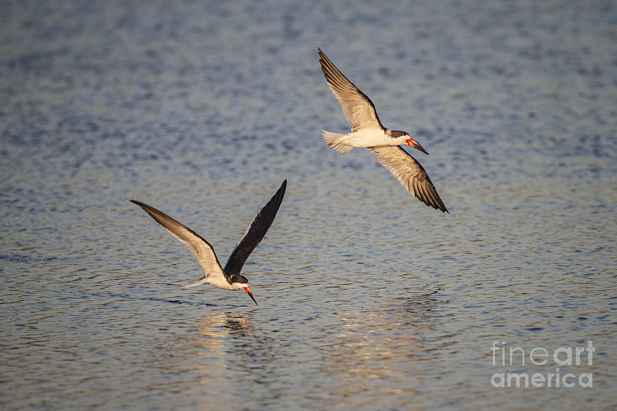 Black Skimmers Photograph by Ronald Lutz