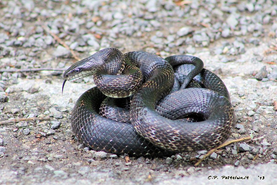 Black Snake Photograph By Carolyn Postelwait 