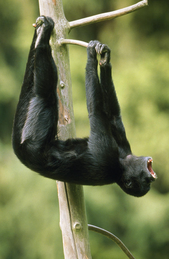 Black Spider Monkey Photograph by Duncan Usher