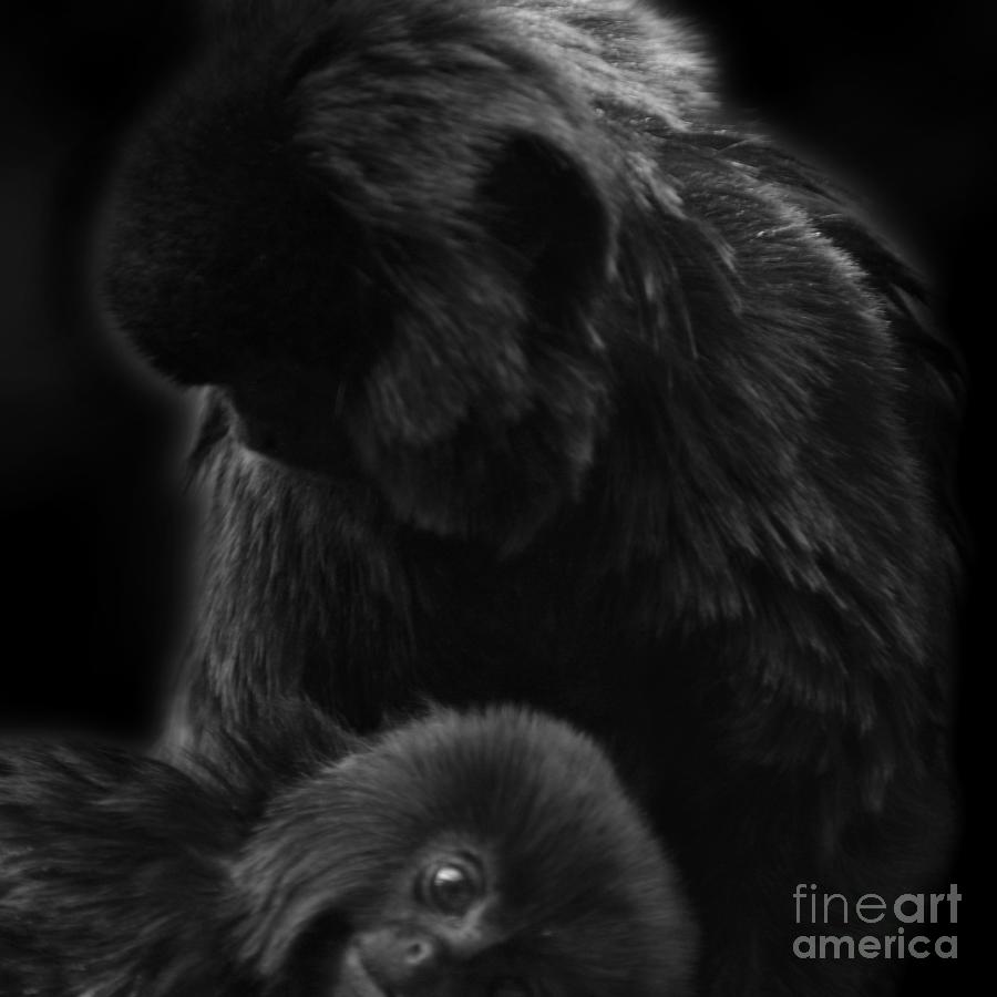 Black Spider Monkey grooming baby Photograph by Paul Davenport