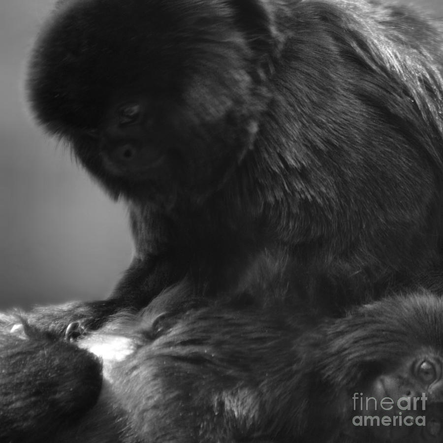Black Spider Monkey grooming bw Photograph by Paul Davenport