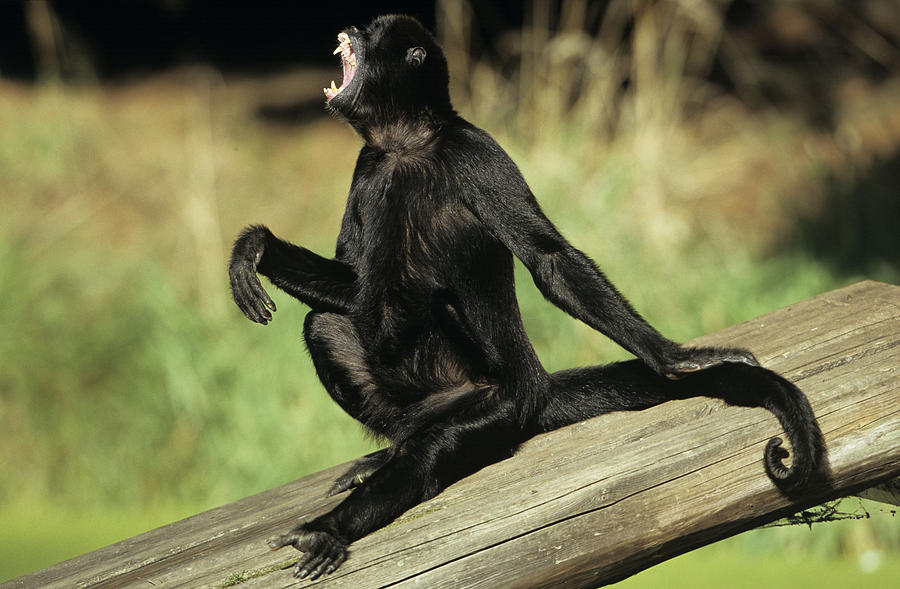 Black Spider Monkey Howling Photograph by Duncan Usher