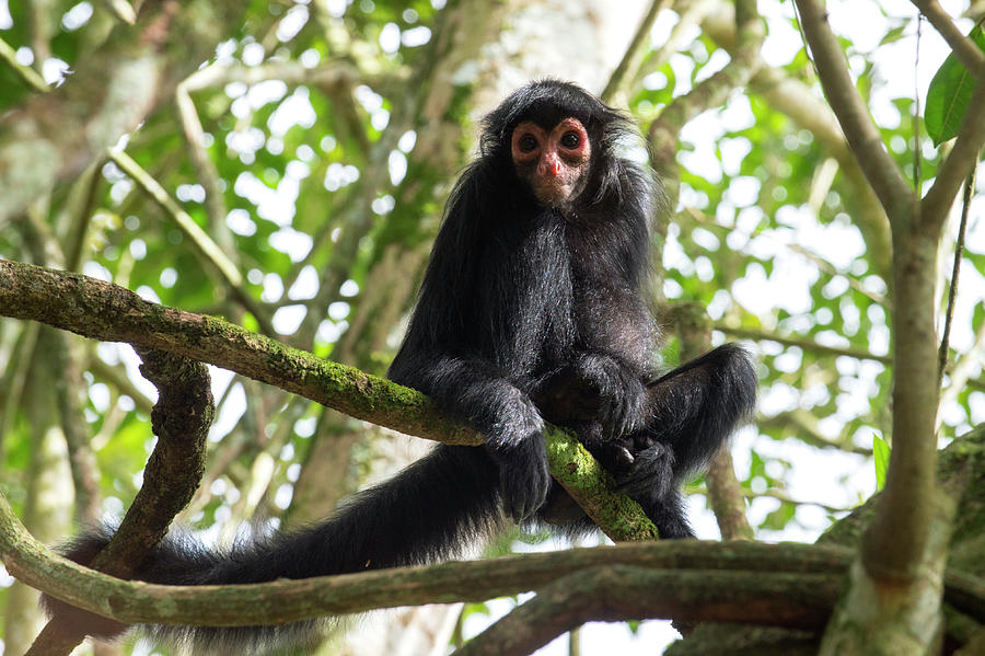 Black Spider Monkey Photograph by Louise Murray/science Photo Library
