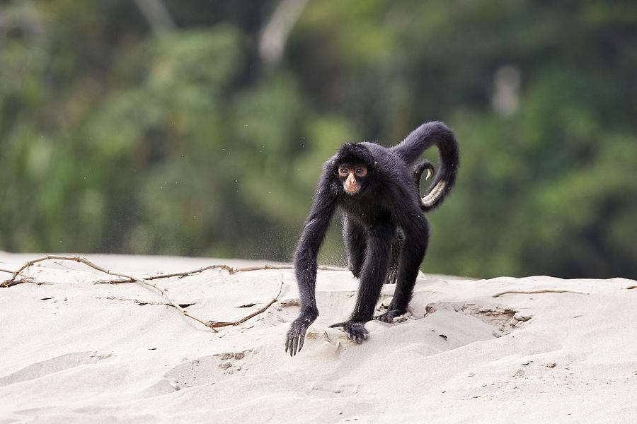 black-spider-monkey-photograph-by-m-watson-fine-art-america