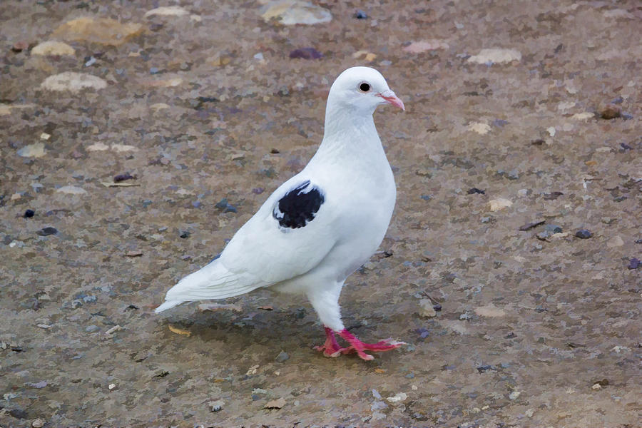 Black Spotted White Pigeon Digital Art by Photographic Art by Russel Ray Photos