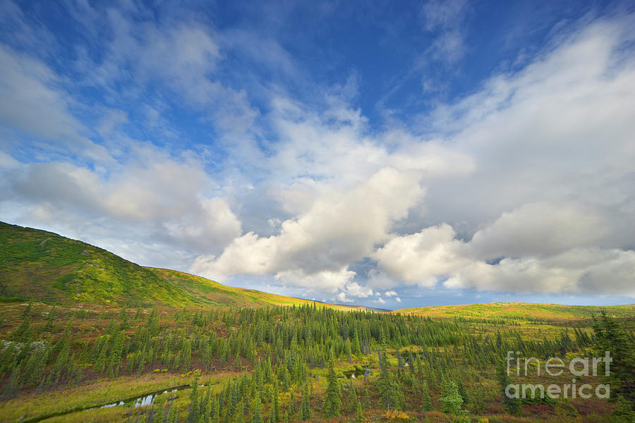 Black Spruce on Fall Tundra  Photograph by Yva Momatiuk John Eastcott