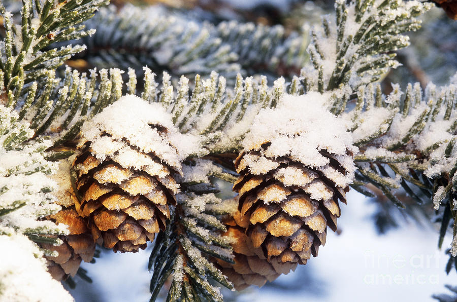 Black Spruce Cones Covered With Rime Ice Photograph by Michael Giannechini