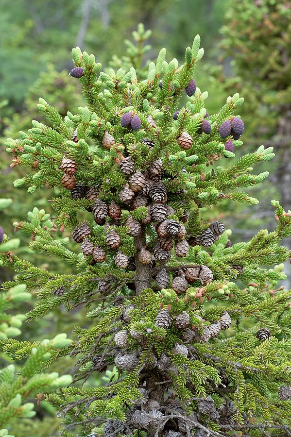 black spruce cones