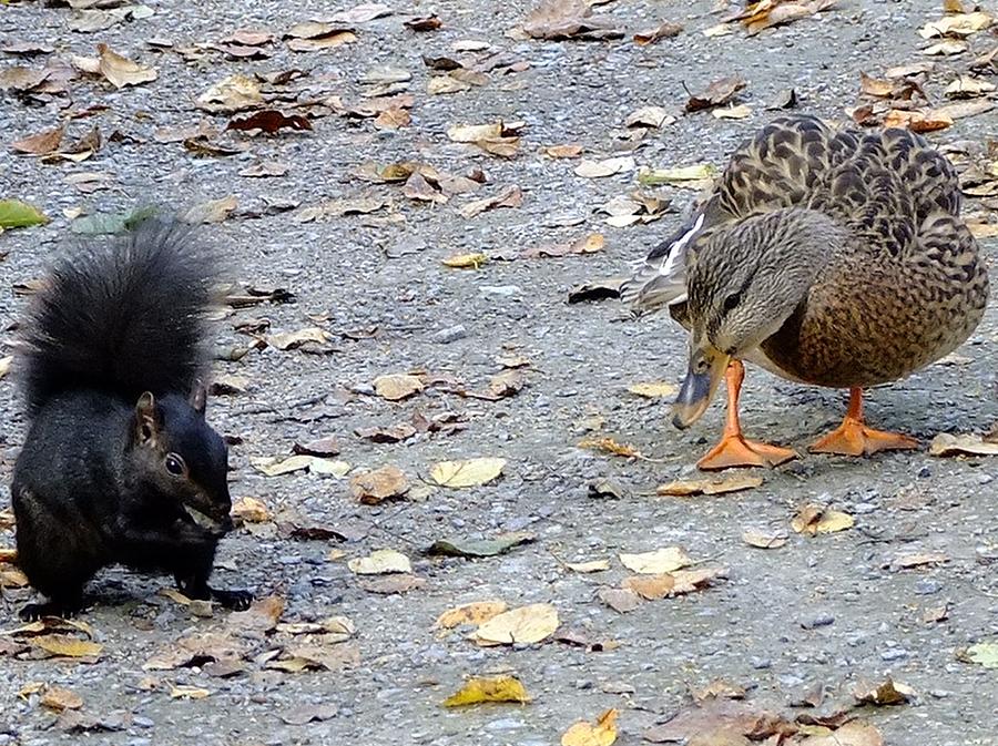 Black squirrel and female mallard Photograph by Will LaVigne