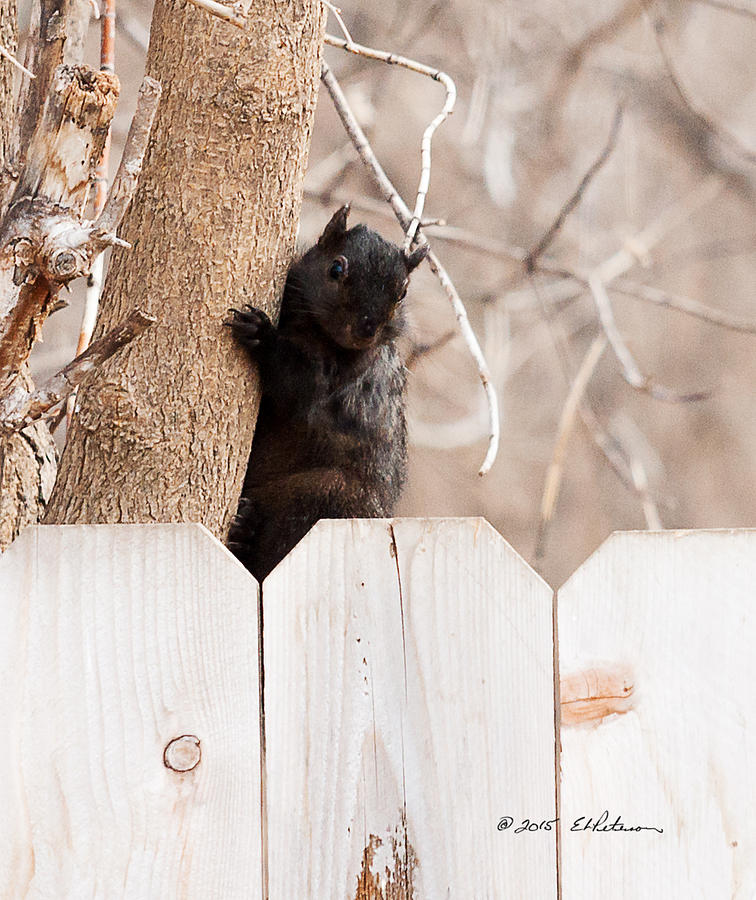 Black Squirrel Checking Photograph by Ed Peterson