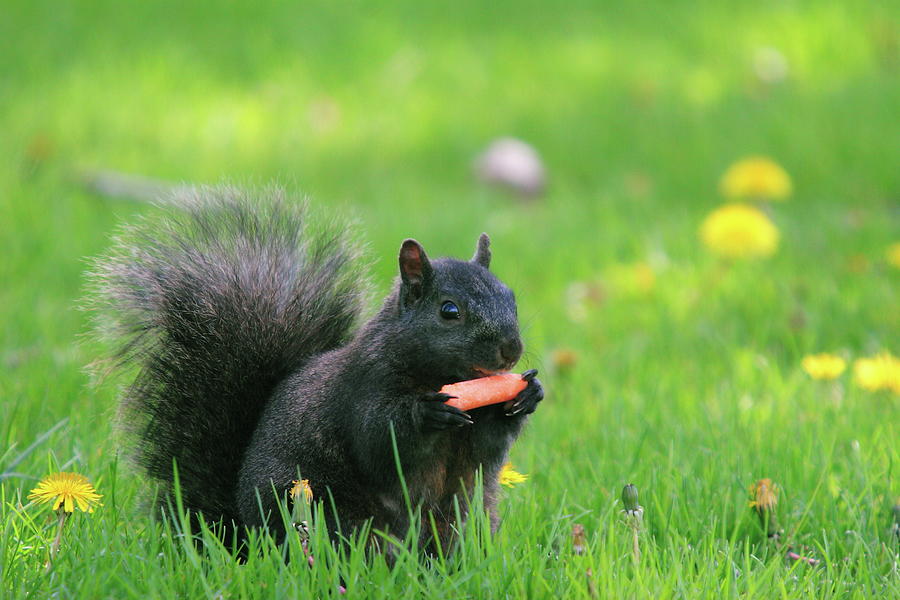 Black Squirrel Photograph by David R. Tyner