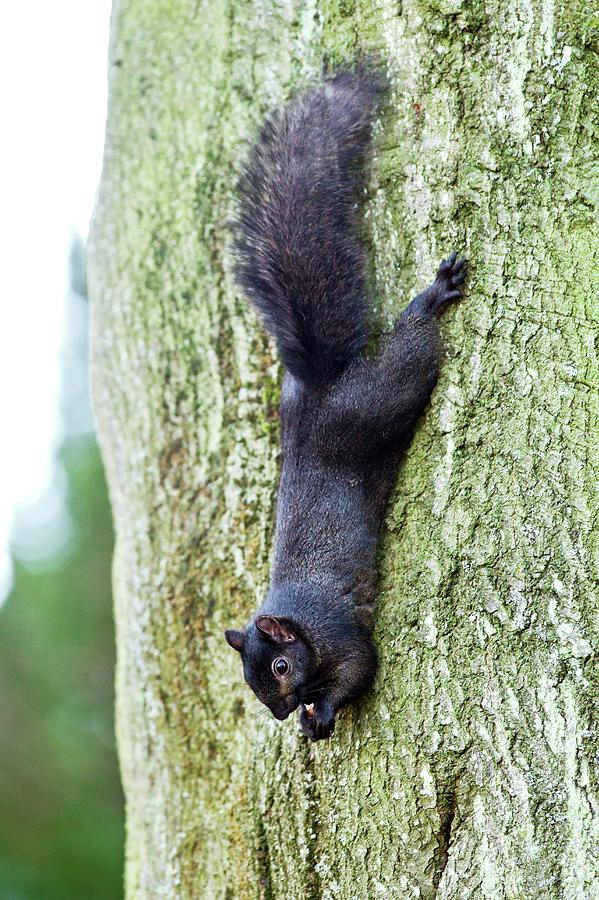 Nature Photograph - Black Squirrel Eating A Nut by John Devries