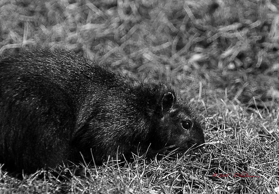 Black Squirrel Hunting Photograph by Ed Peterson
