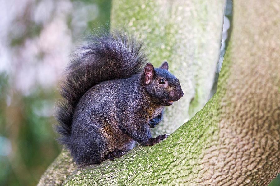 Nature Photograph - Black Squirrel In A Tree by John Devries