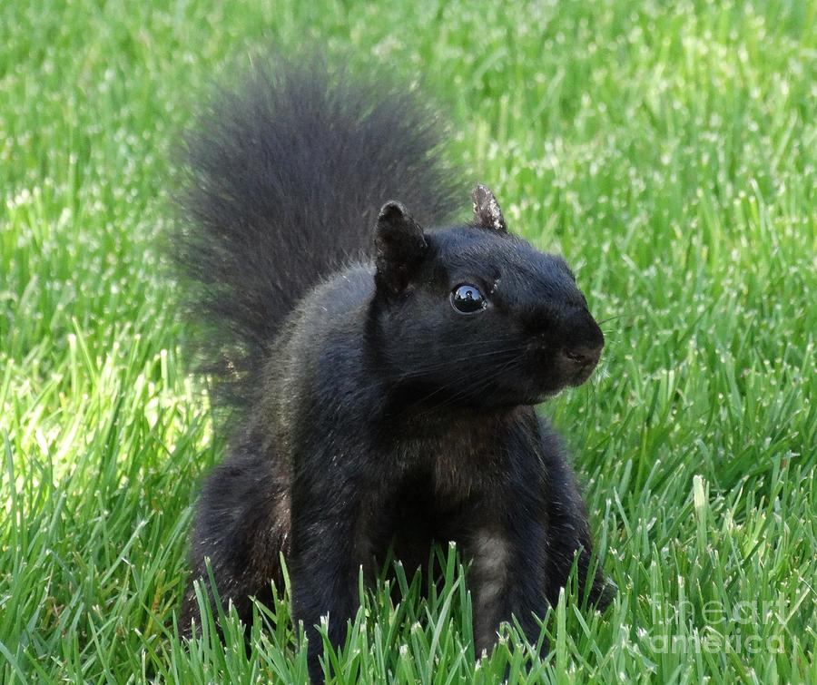 Black Squirrel Photograph by J L Zarek