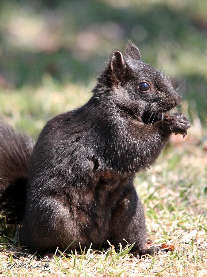 Black Squirrel Photograph by J McCombie