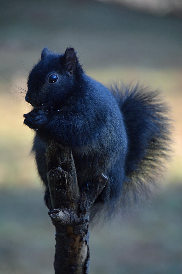 Black Squirrel Photograph by Mike Martin