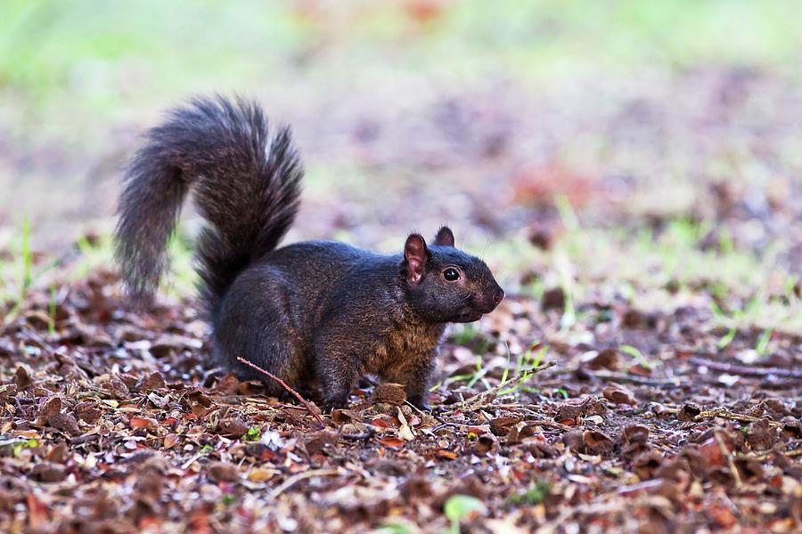 Nature Photograph - Black Squirrel On The Ground by John Devries